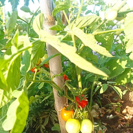 Kalelia * נאה פוטידאה