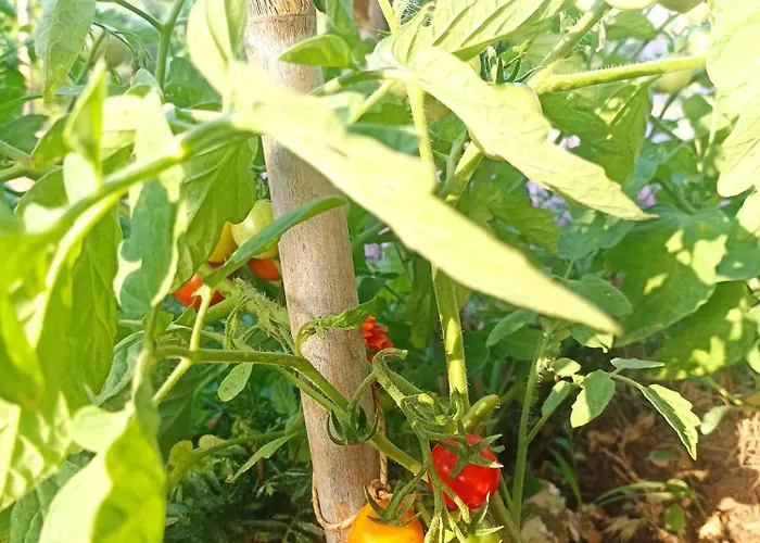 Kalelia * Nea Poteidaia